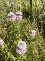 Serruria hirsuta