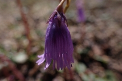 Soldanella
