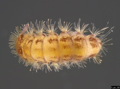 Propolyxenus forsteri