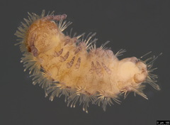 Propolyxenus forsteri