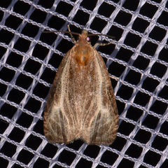 Olethreutes quadrifidum
