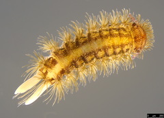 Propolyxenus forsteri