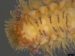 Propolyxenus forsteri