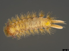 Propolyxenus forsteri