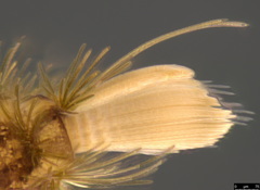 Propolyxenus forsteri