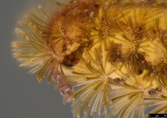 Propolyxenus forsteri