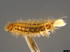 Propolyxenus forsteri