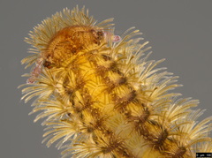 Propolyxenus forsteri