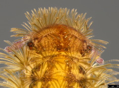 Propolyxenus forsteri