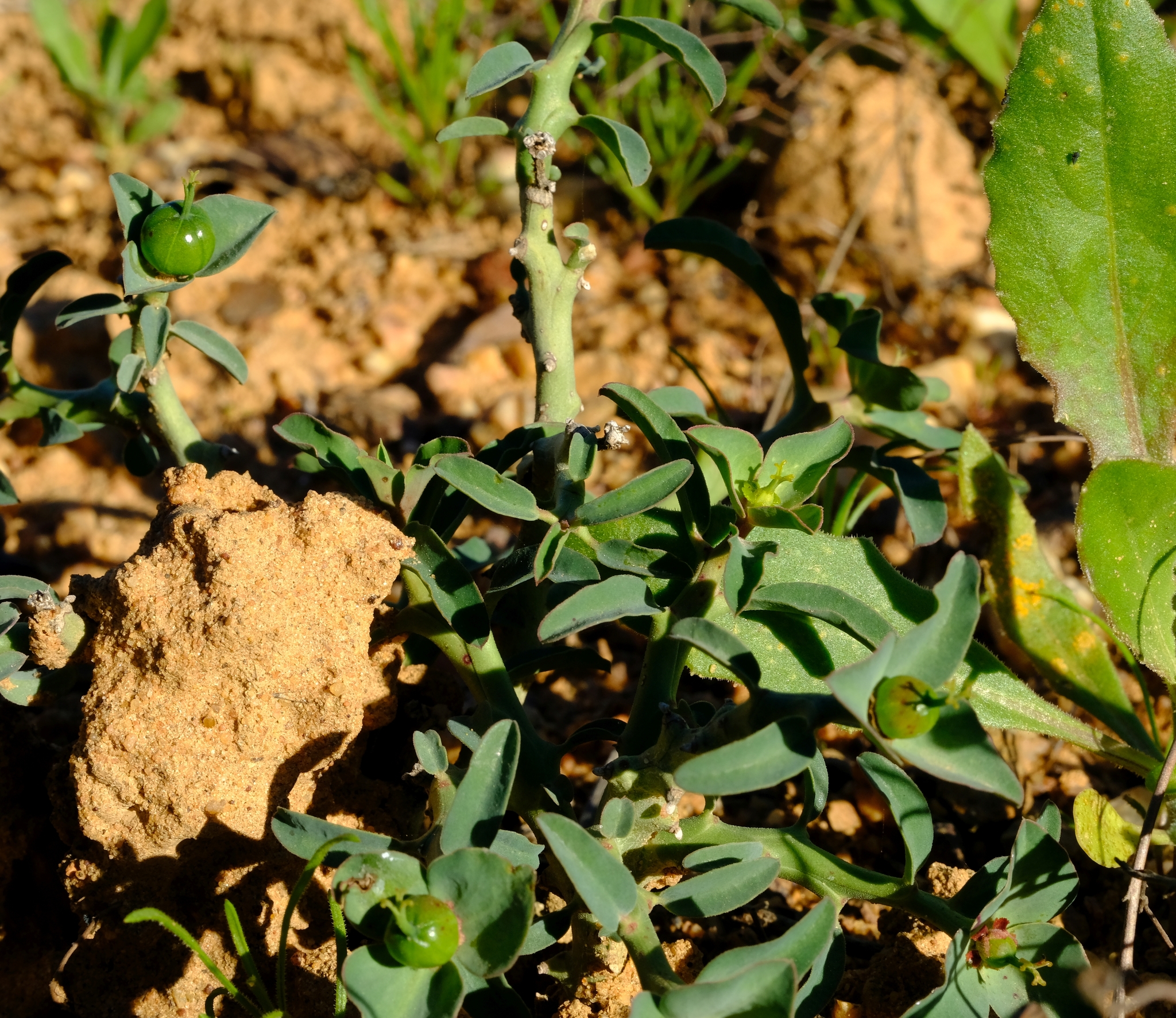 Euphorbia pedemontana