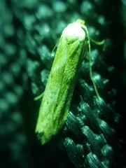 Blastobasis lacticolella