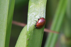 Chrysolina polita