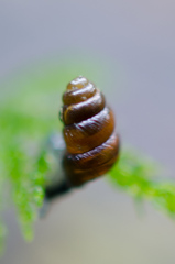 Vertigo rowellii