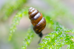 Vertigo rowellii