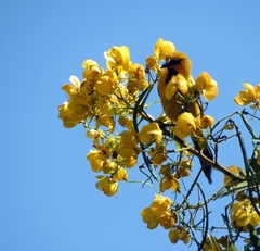 Icterus nigrogularis