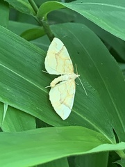 Eulithis mellinata