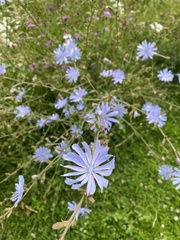Cichorium intybus