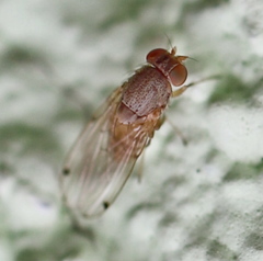 Gitona distigma