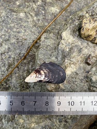 Japanese Bifurcate Mussel