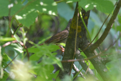 Helopsaltes fasciolatus