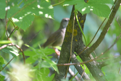 Helopsaltes fasciolatus