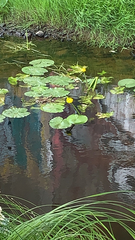 Nuphar lutea