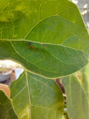 Versigonalia vermiculata