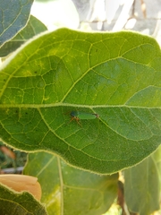 Versigonalia vermiculata