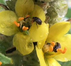 Rhinusa tetra