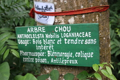 Anthocleista nobilis