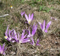Colchicum montanum