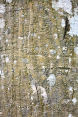 Anthocleista nobilis