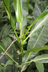 Anthocleista nobilis