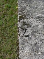 Podarcis guadarramae