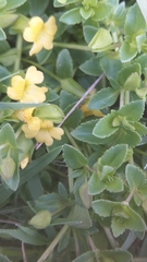 Mecardonia procumbens