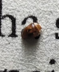 Clitostethus arcuatus