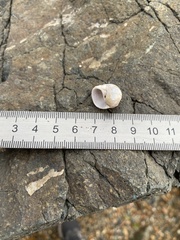 Cryptonatica janthostoma