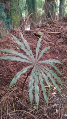 Arisaema consanguineum