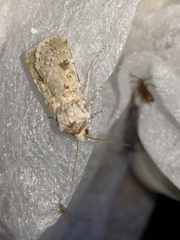 Agrotis ripae