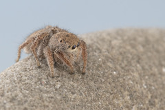 Habronattus borealis