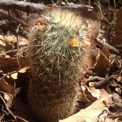 Mammillaria densispina