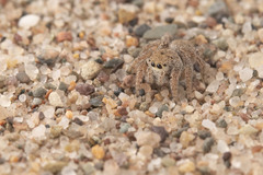 Habronattus borealis