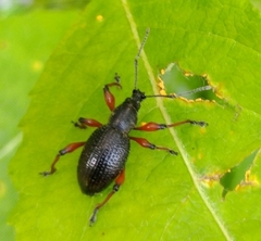 Otiorhynchus coecus