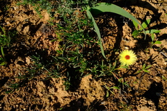 Cephalophyllum tricolorum