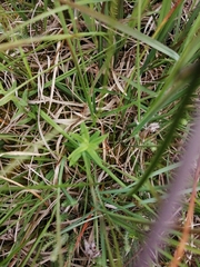Gentiana pneumonanthe