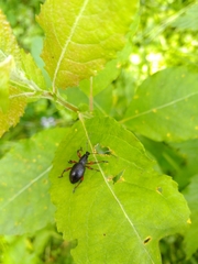 Otiorhynchus coecus