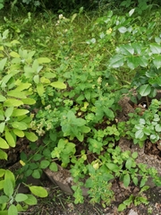 Origanum majorana
