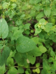 Origanum majorana