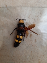 Megascolia maculata flavifrons
