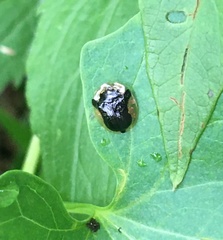 Deloyala guttata